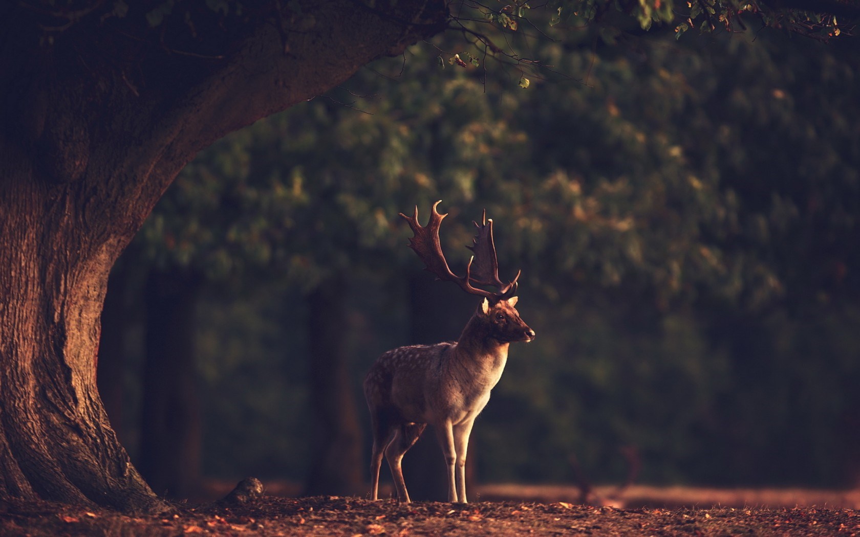 Deer Animal Nature Forest