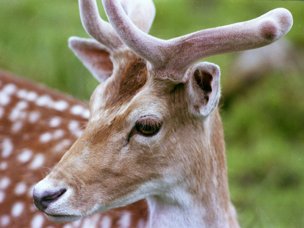 Deer Close Up