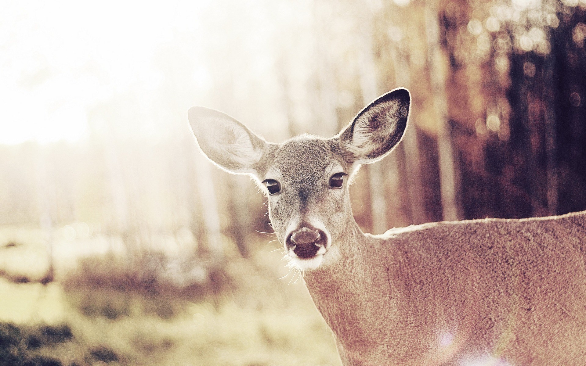 Bambi Deer Look