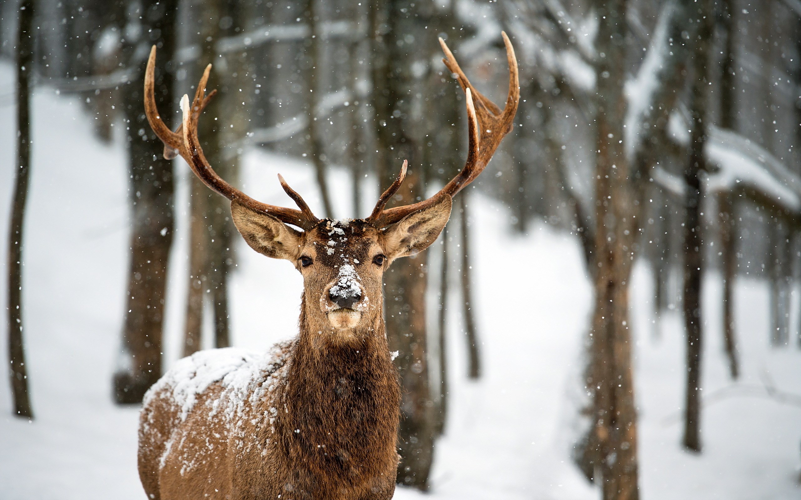 Deer Snow Winter Forest