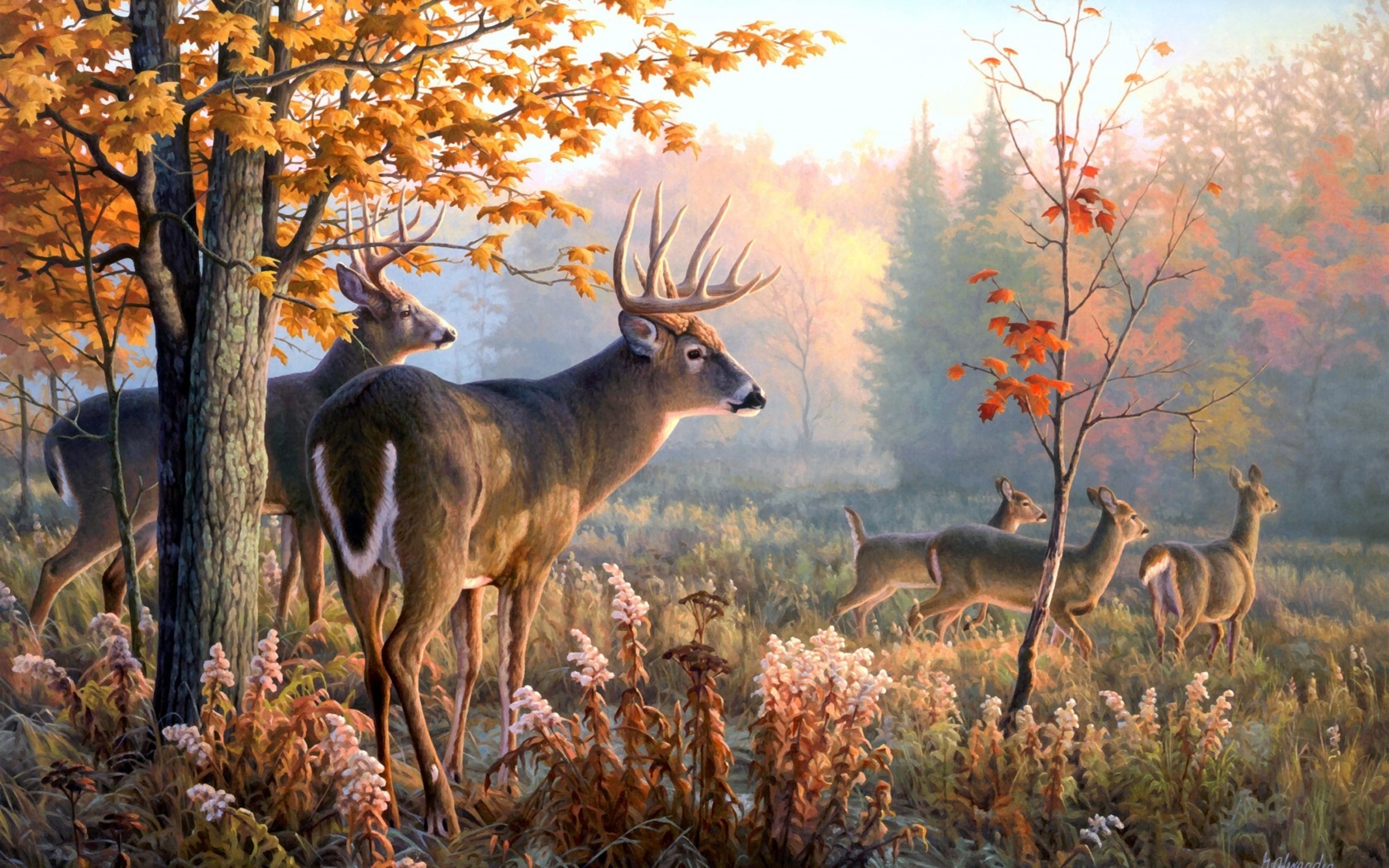 HD Wallpaper | Background ID:389609. 2560x1600 Animal Deer
