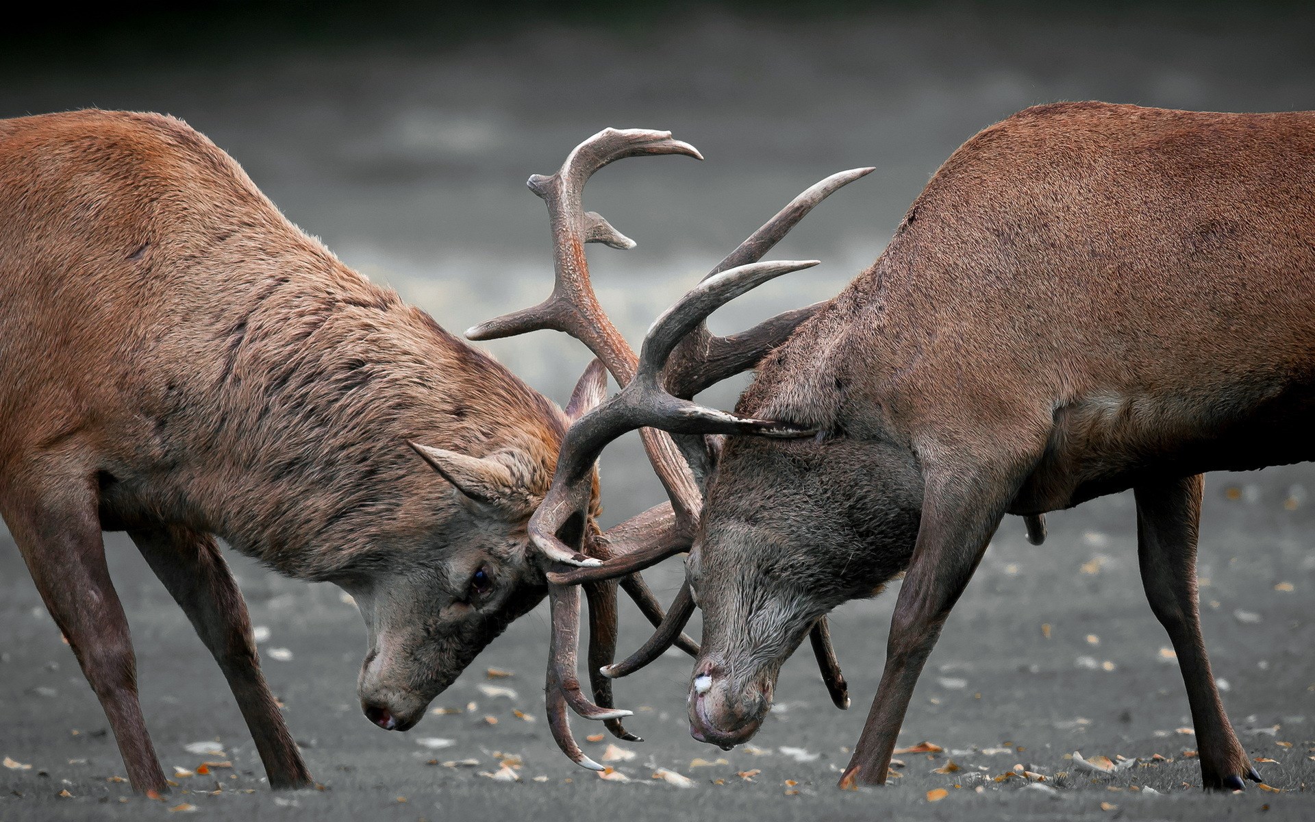 Deers Duel