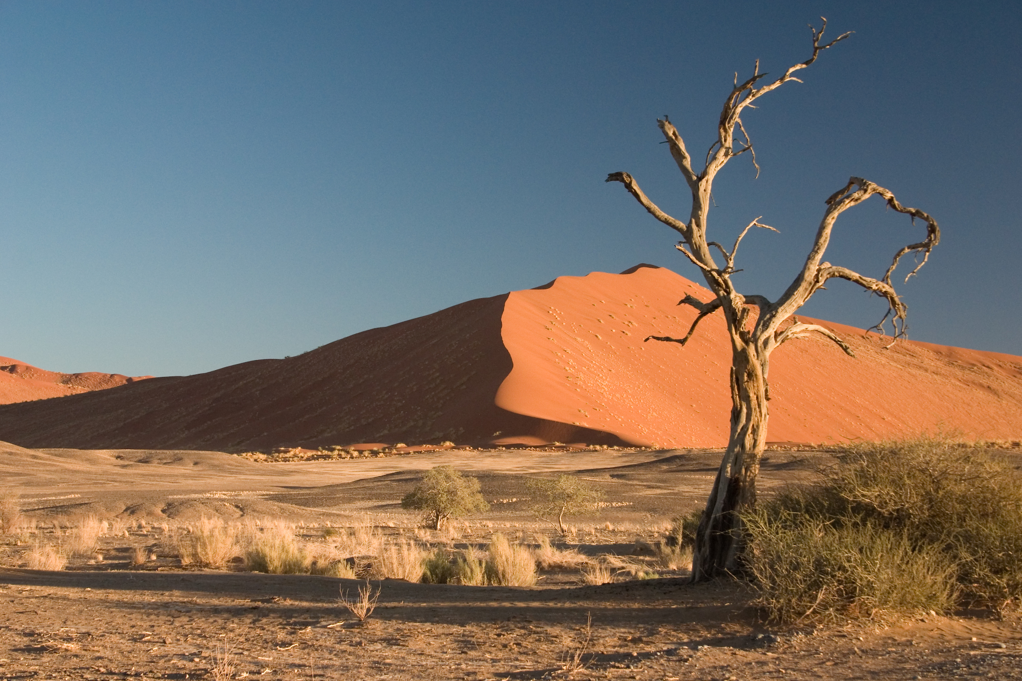 The Camel Thorn Tree (Acacia erioloba) in the Namib Desert is nearly leafless in dry periods.