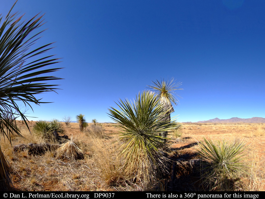 Desert Vegetation Pictures