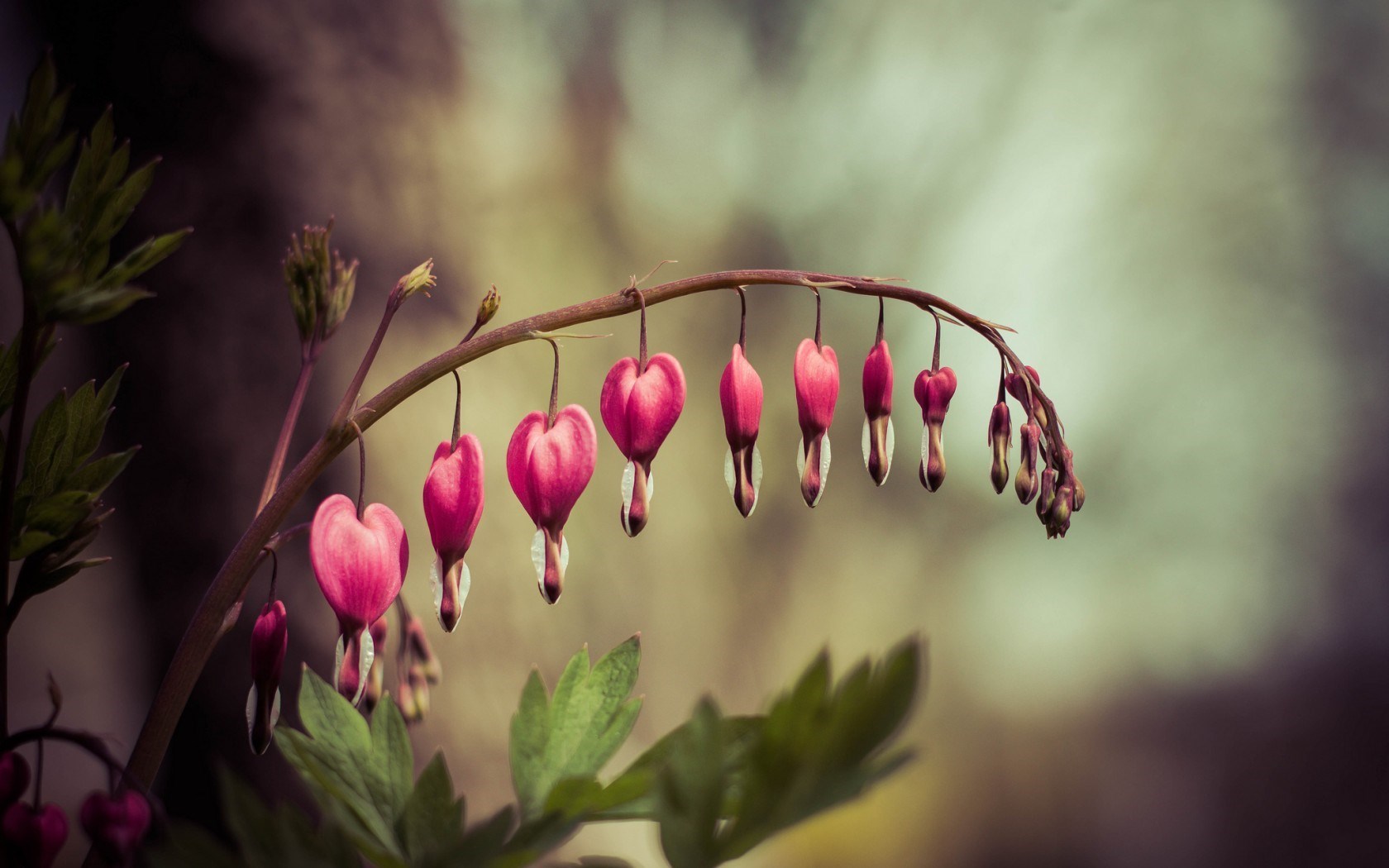 Dicentra Bleeding-Heart Flower Nature