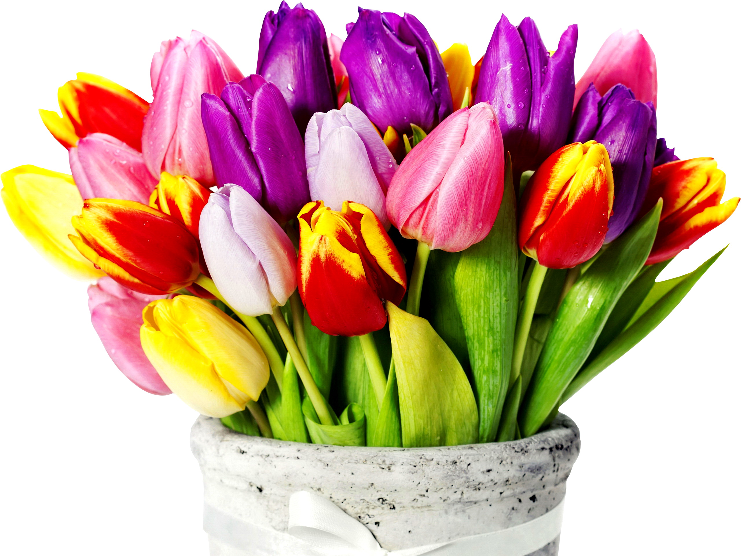 Tulips With Different Colors HD wallpapers