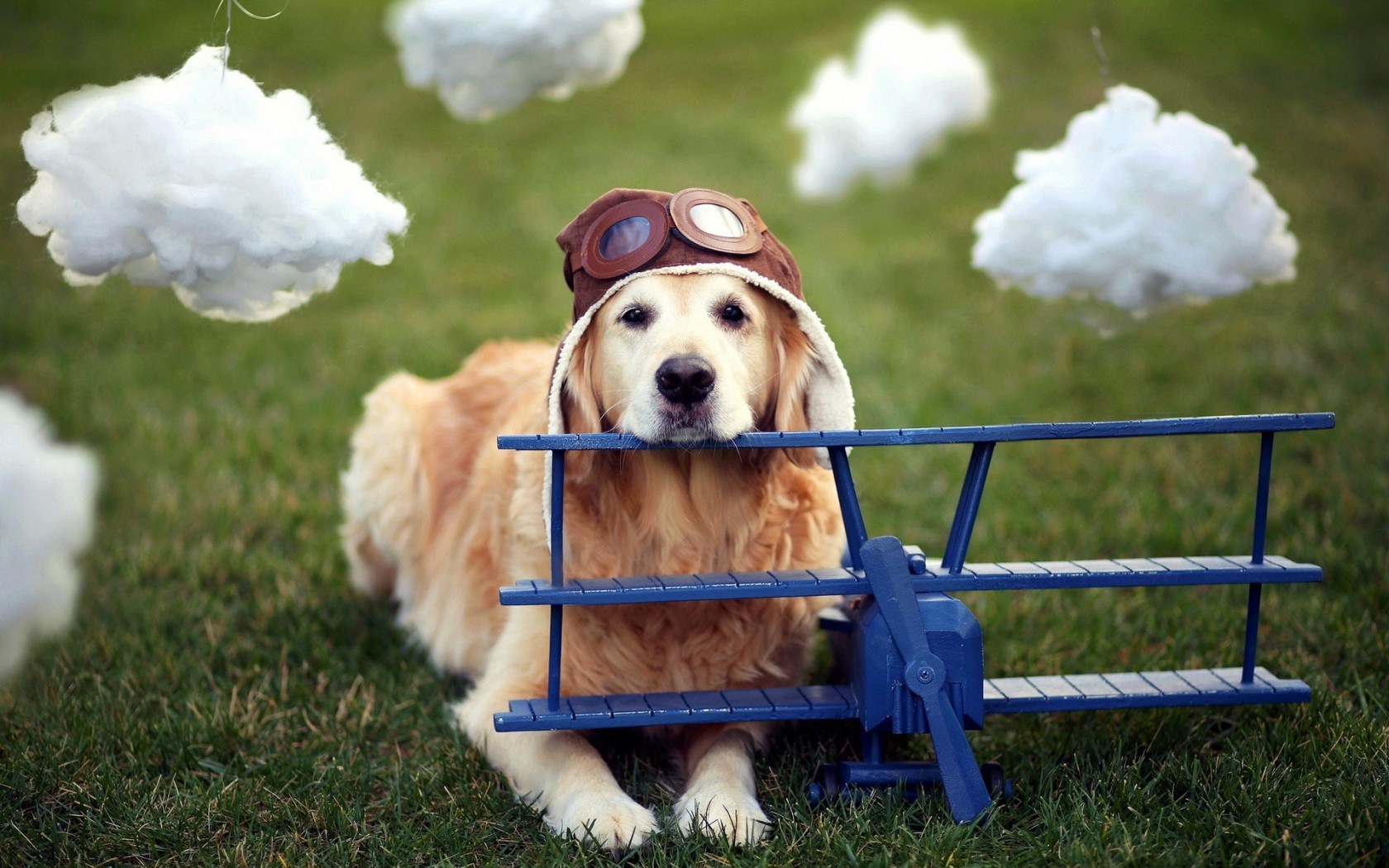 Dog Airplane Helmet