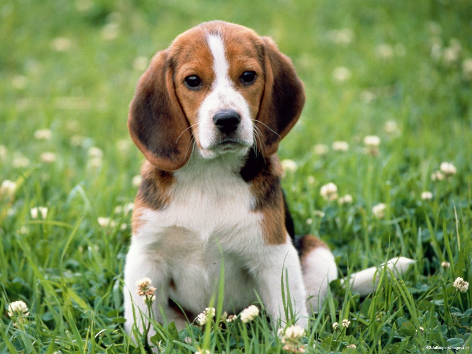 beagle dog images