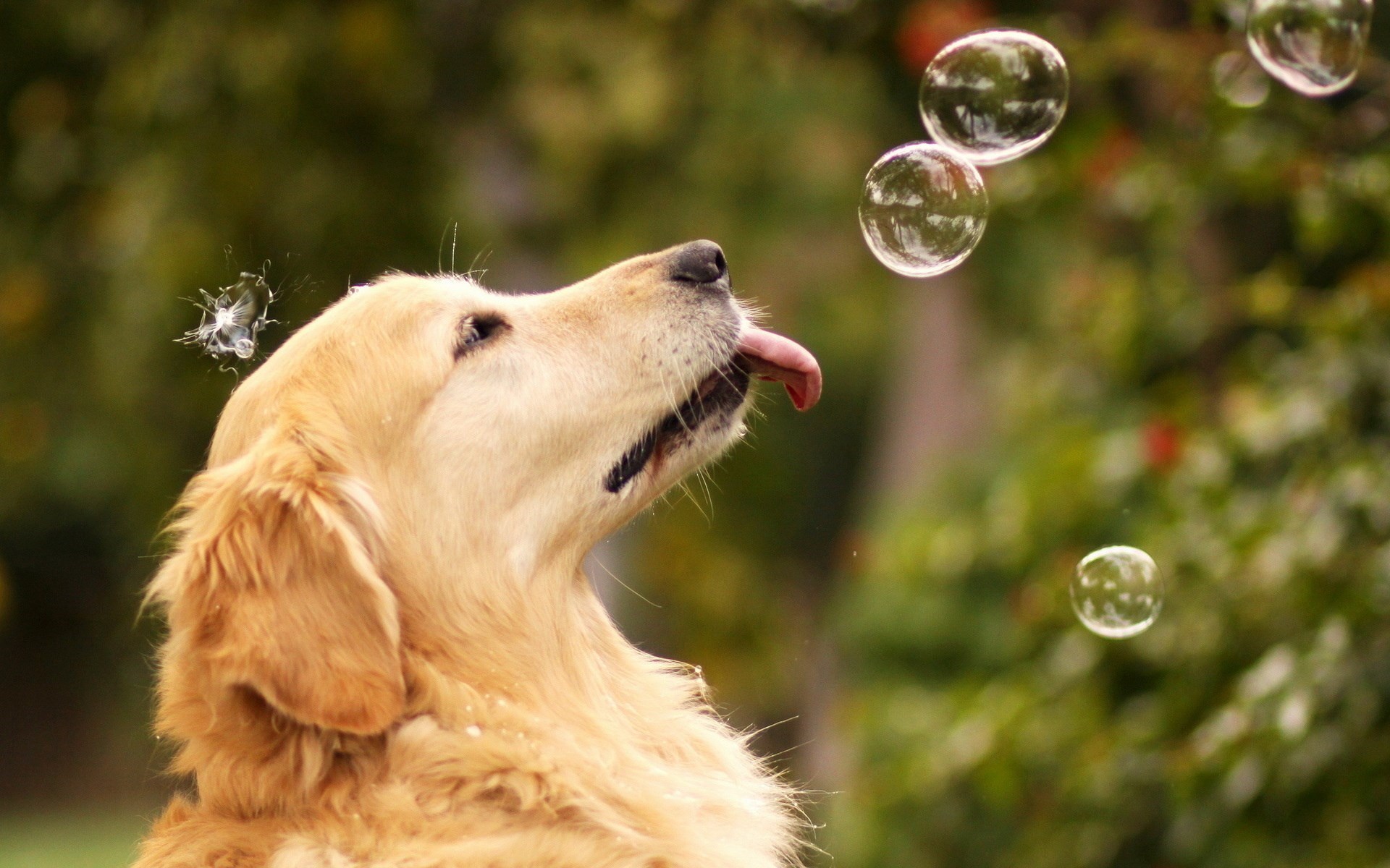 Dog Bubbles Mood