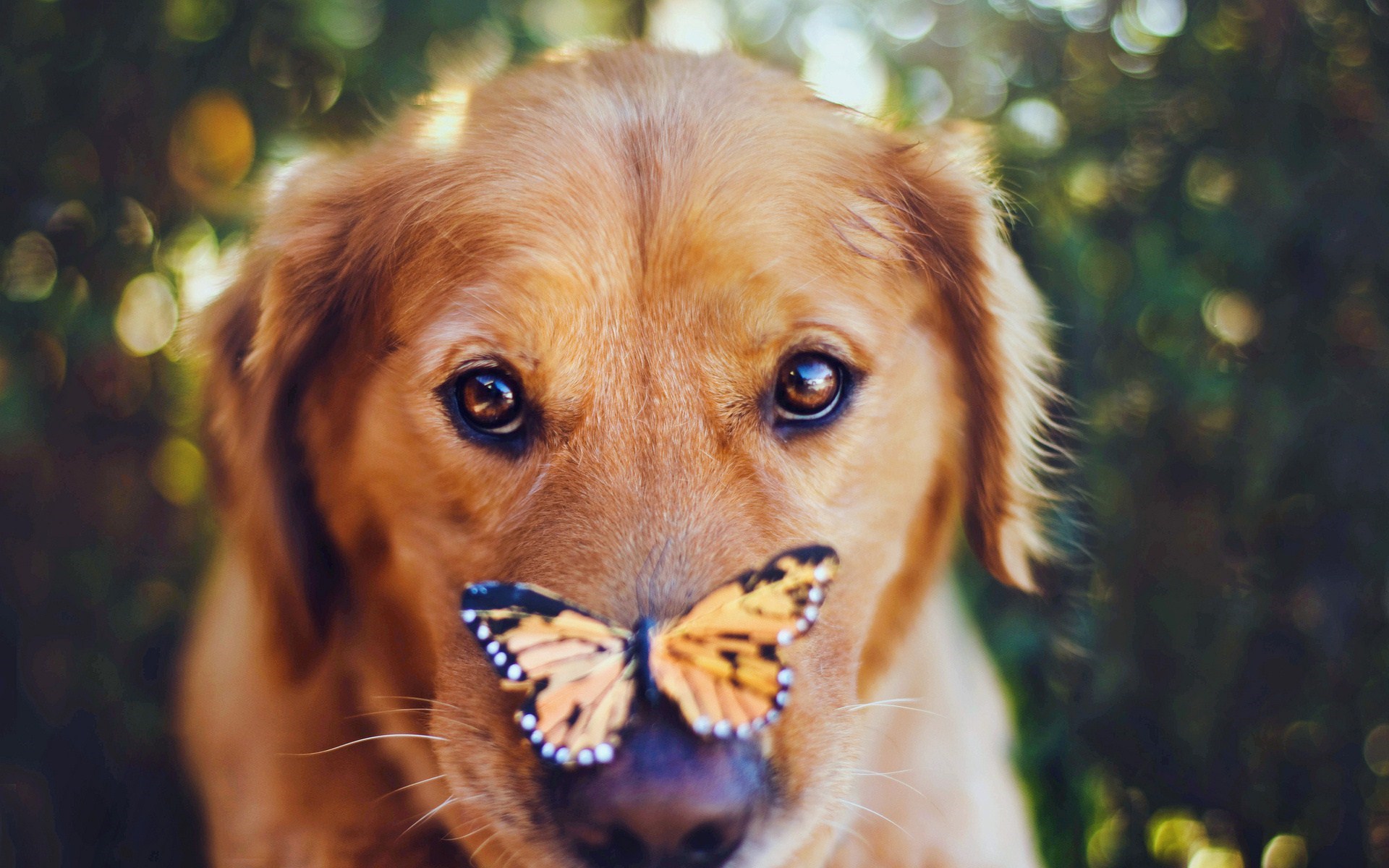 Dog Butterfly Photo