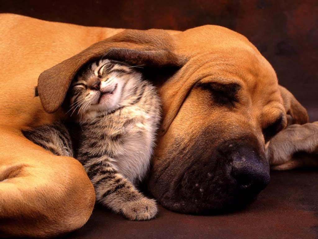 Cute Cats And Dogs ♥ Best Friends ♥
