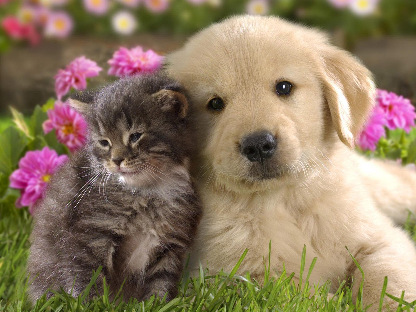 Cute Cat Dog Friendship HD Wallpaper