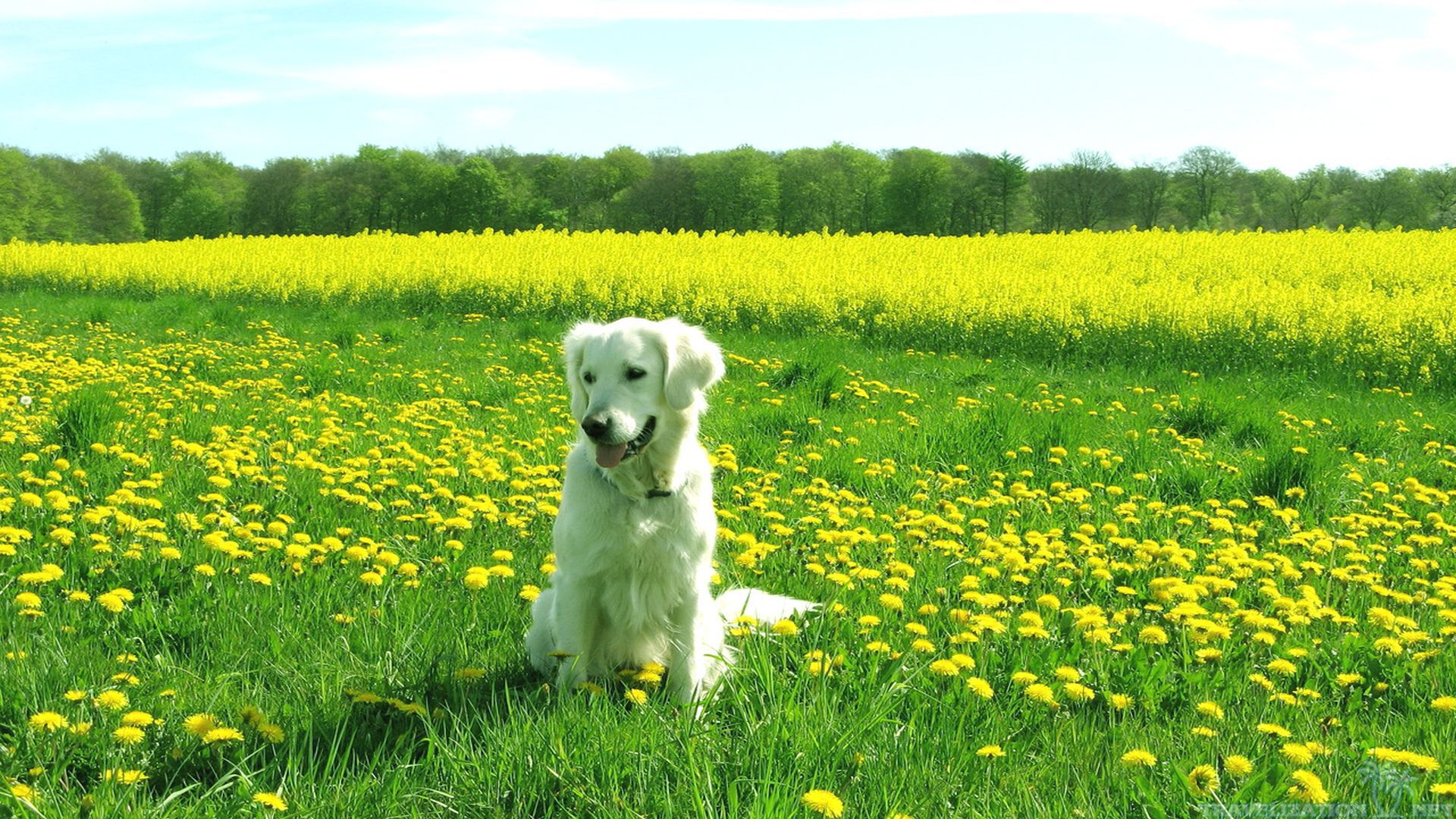 You can find Dog Dandelion Field Summer Scenes wallpapers in many resolution such as 1024×768, 1280×1024, 1366×768, ...