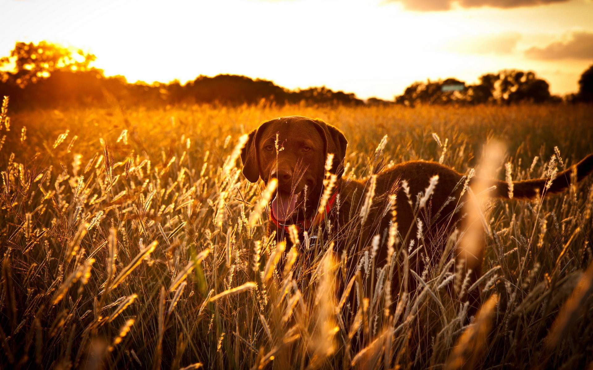 Dog Field Sunset