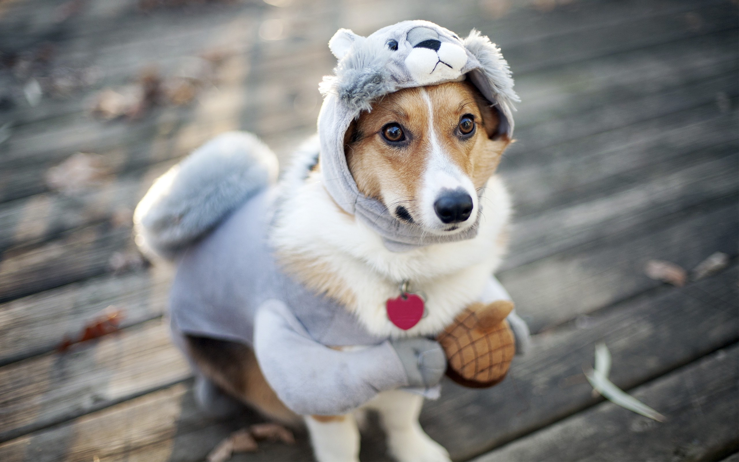 Dog funny outfit