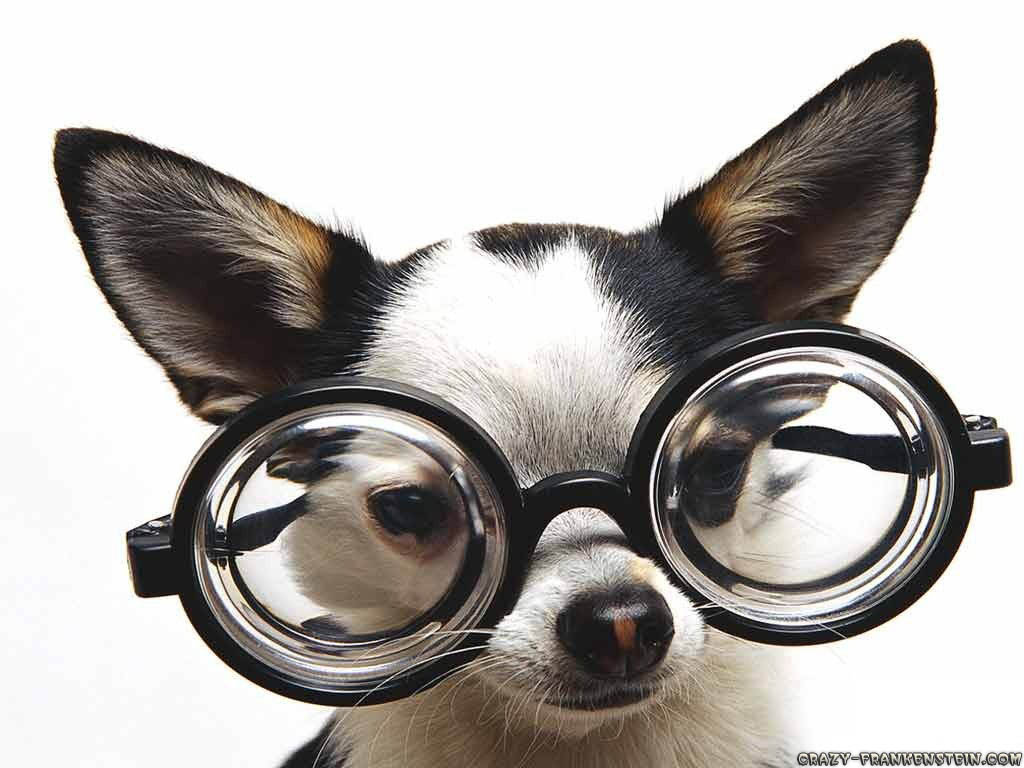Funny Dogs-funny-dog-with-glasses-animal-wallpapers