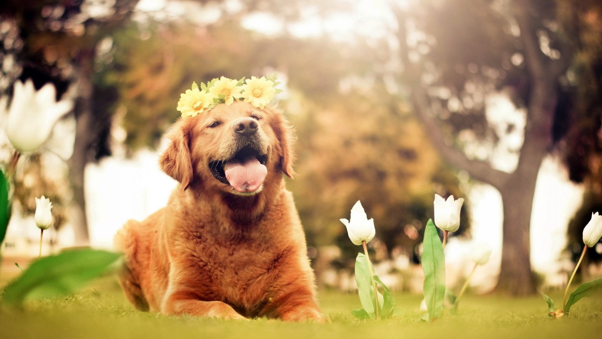 Dog Nature Flowers