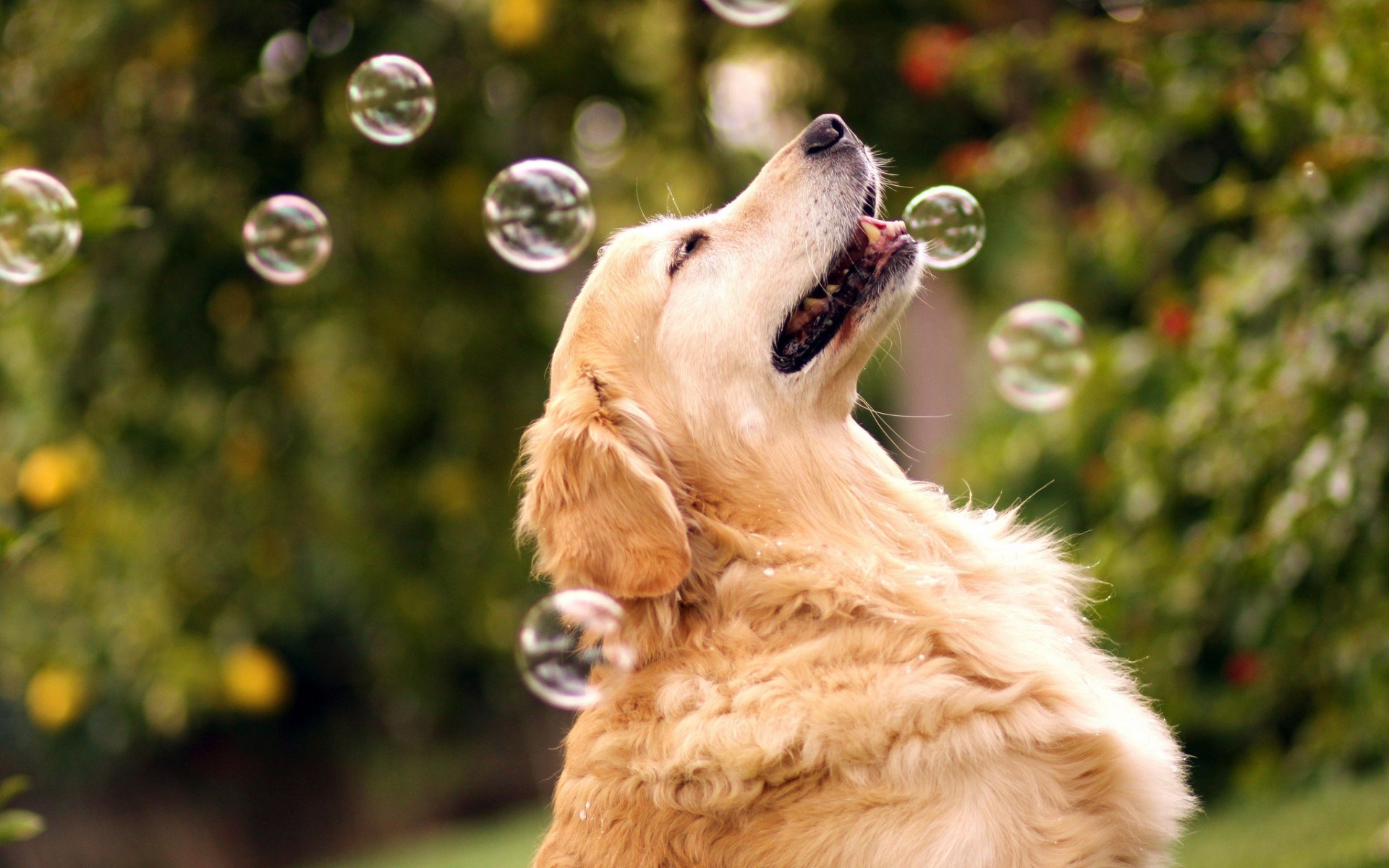 Dog Retriever Bubbles