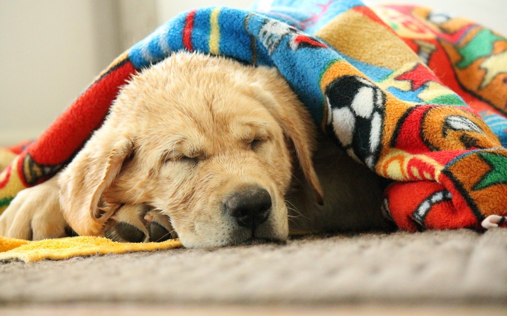 Cute Dog Labrador Retriever Photo