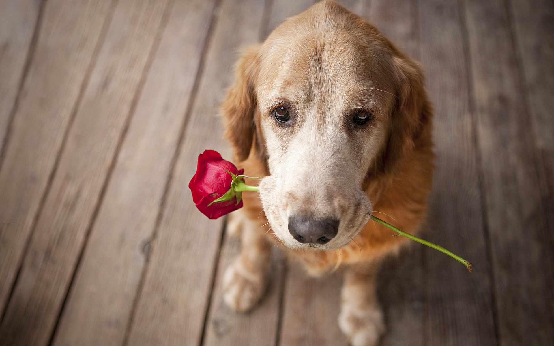 Dog Rose Love