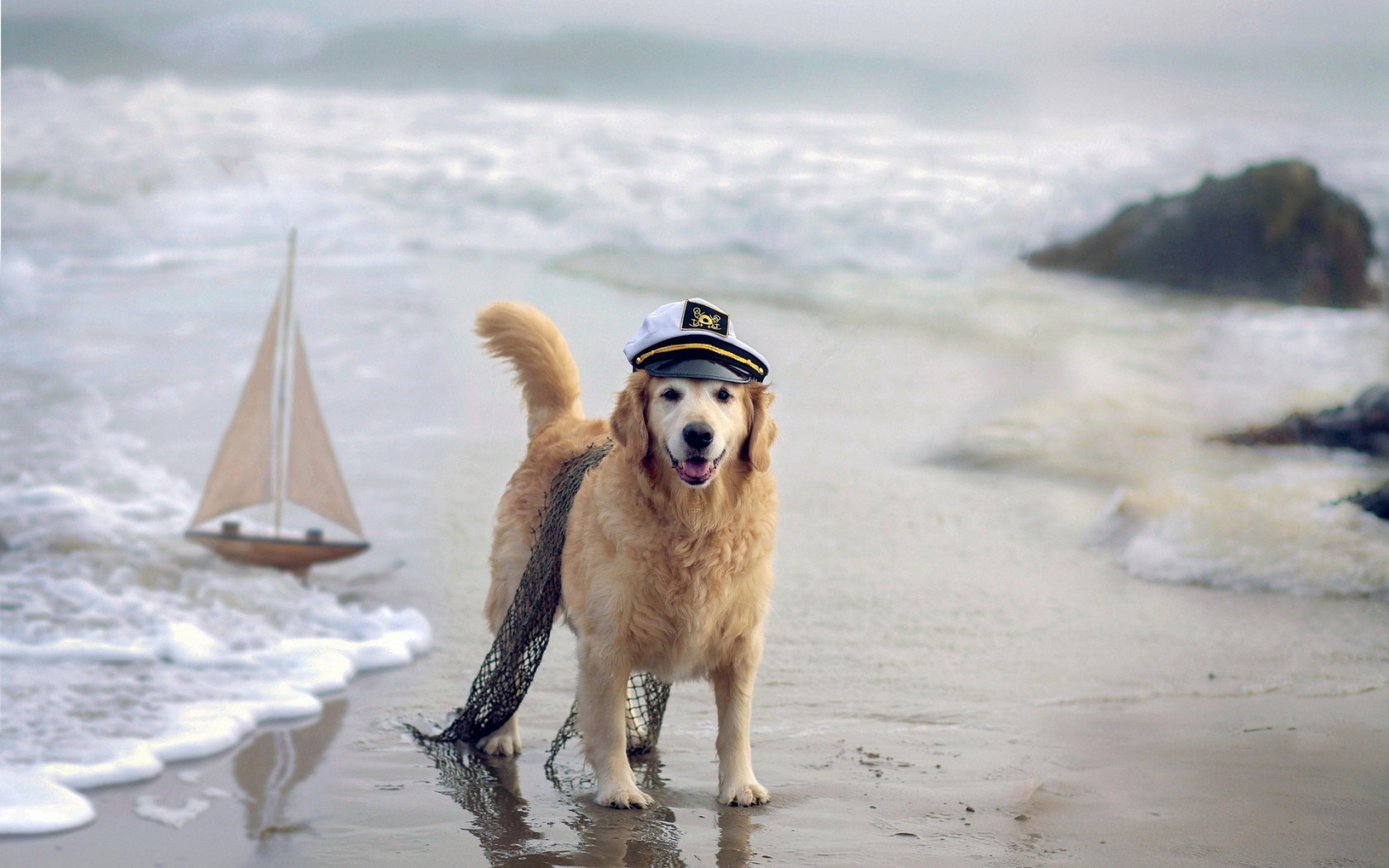 Dog Sea Ship Beach