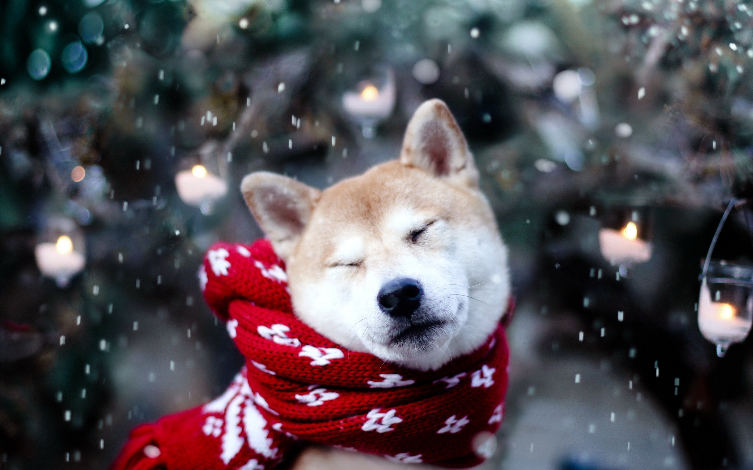 Cute Dog Winter Snow Snowflakes Nature Photo