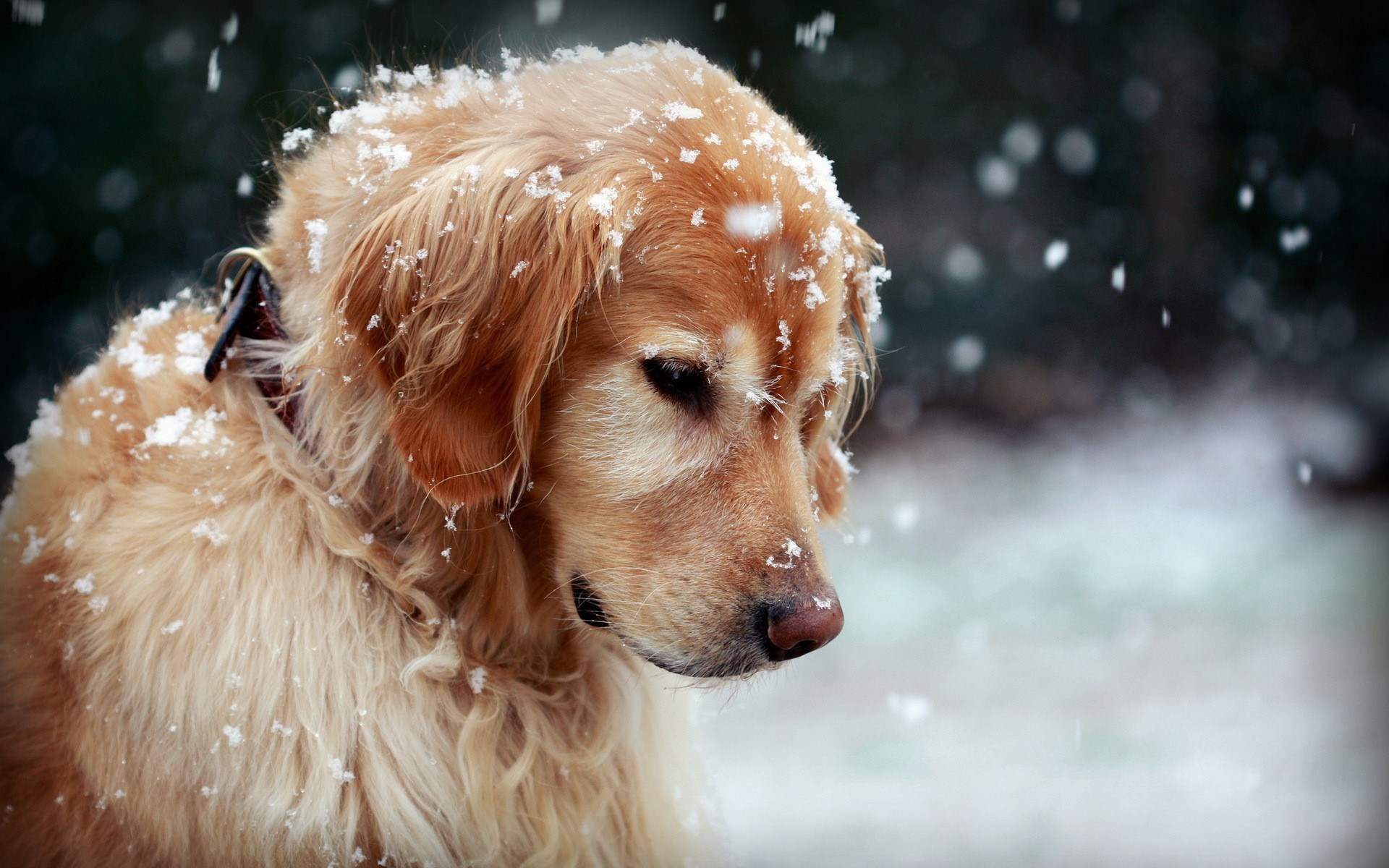 winter-dog-snowflakes-hd-wallpaper-Dog-wallpaper-HD-free-wallpapers-backgrounds-images-FHD-4k-download-2014-2015-2016