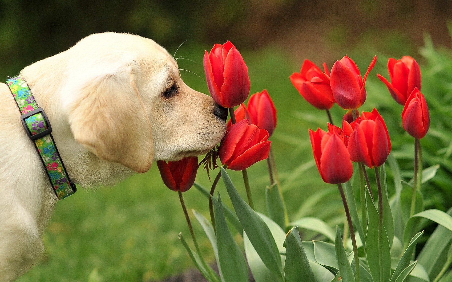 Dog Flowers Tulips Red Nature