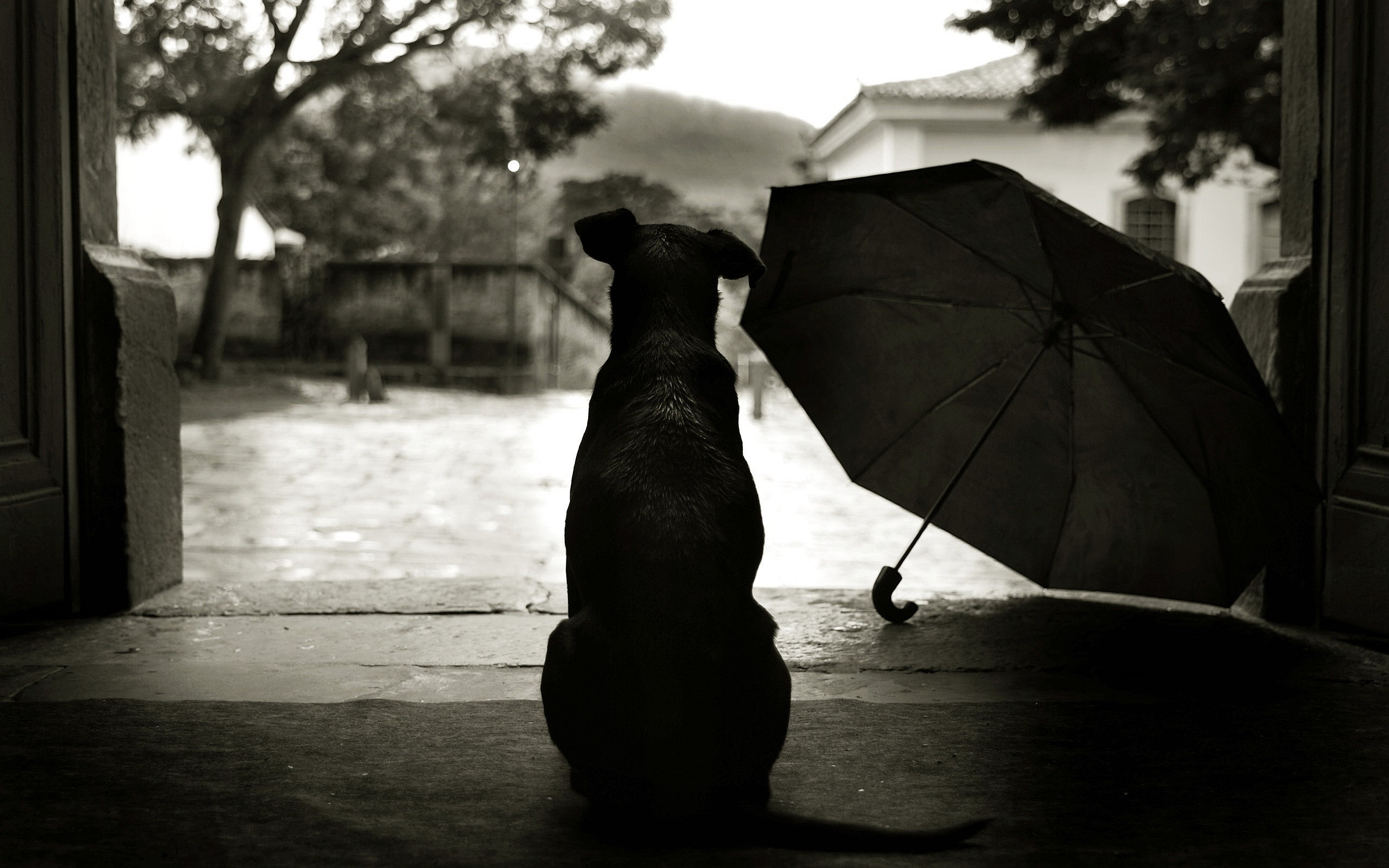 Dog Waiting Rain