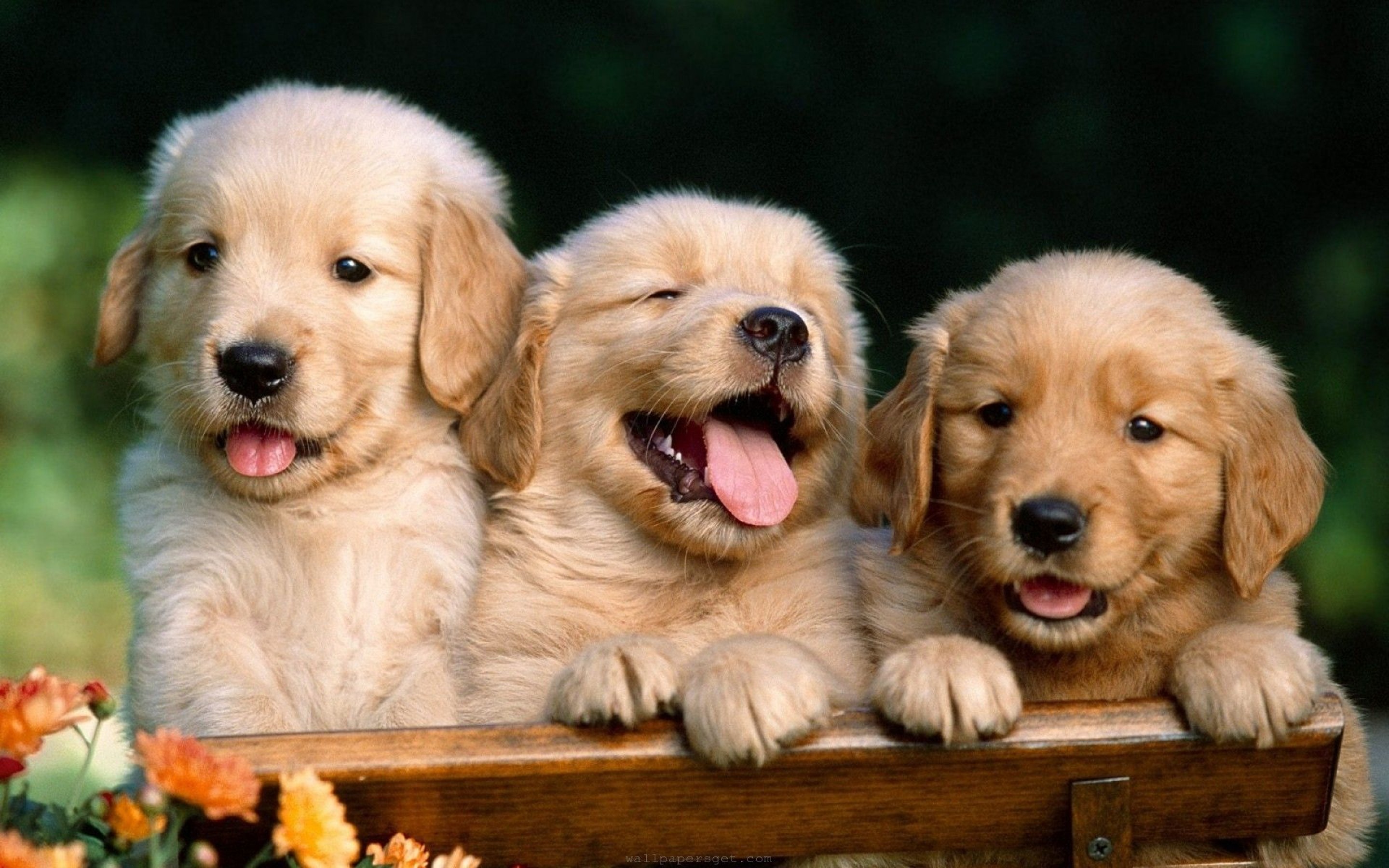 Cute Dog Wallpapers5