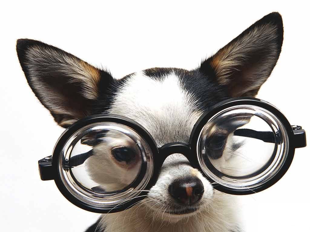 Dog with Glasses