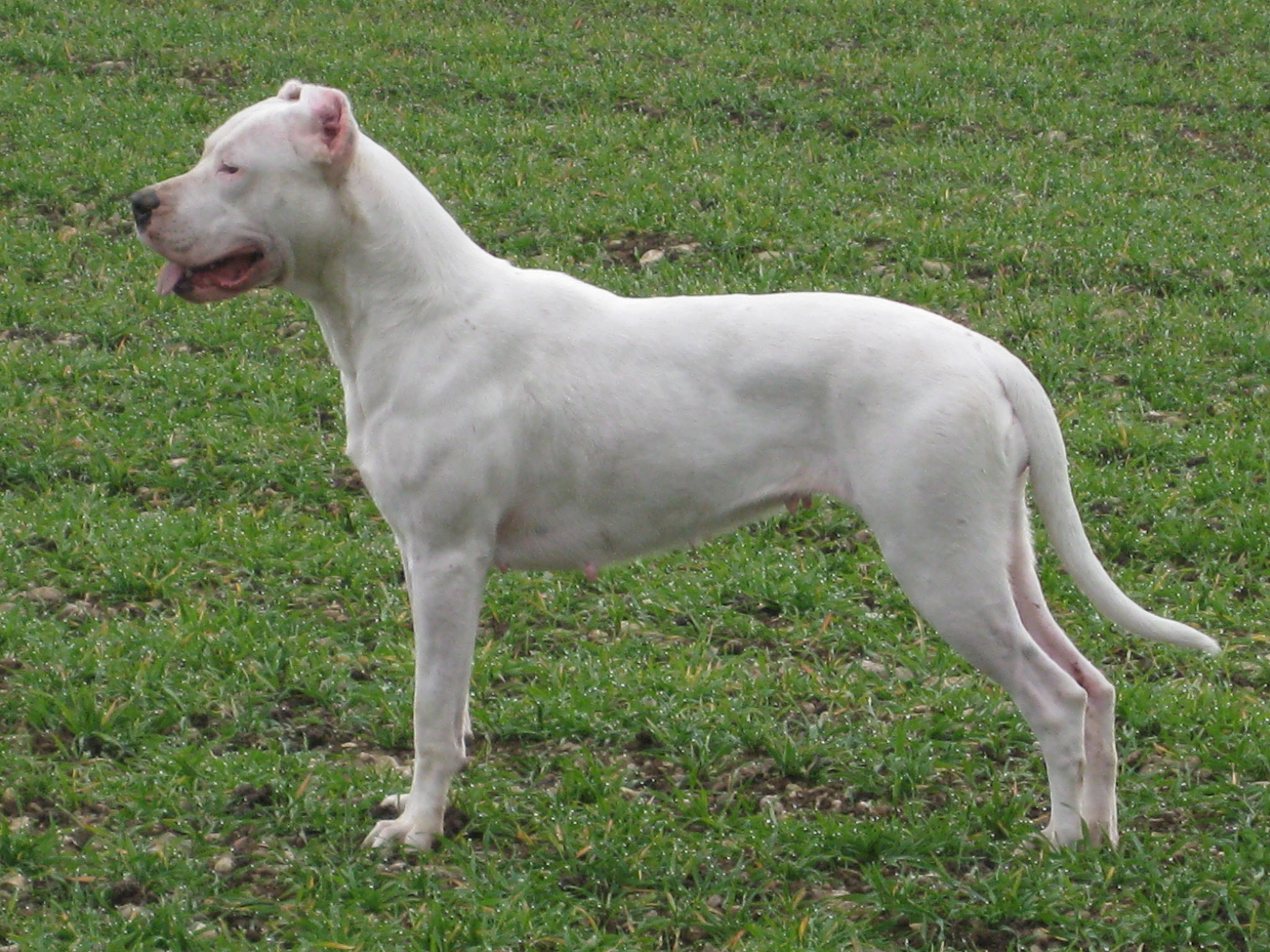 Dogo Argentino