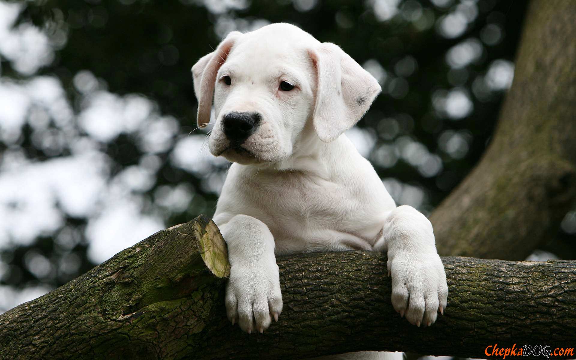 Dogo Argentino puppy on a tree.