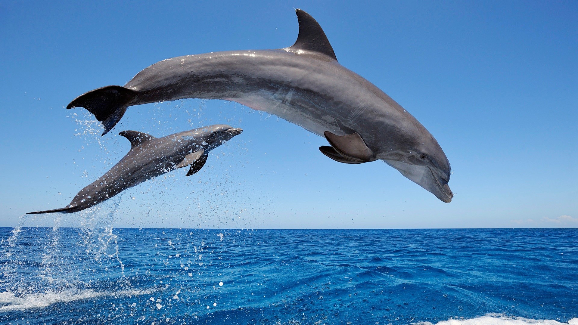 pictures of dolphins