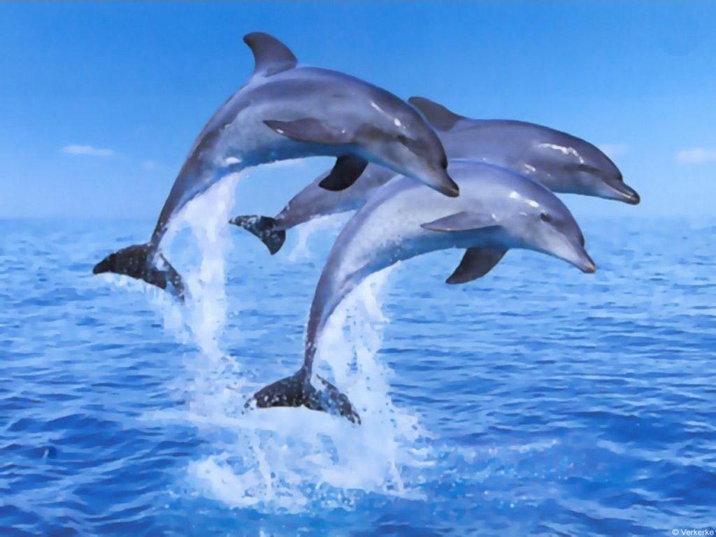 Dolphin jumping HD Wallpaper ...
