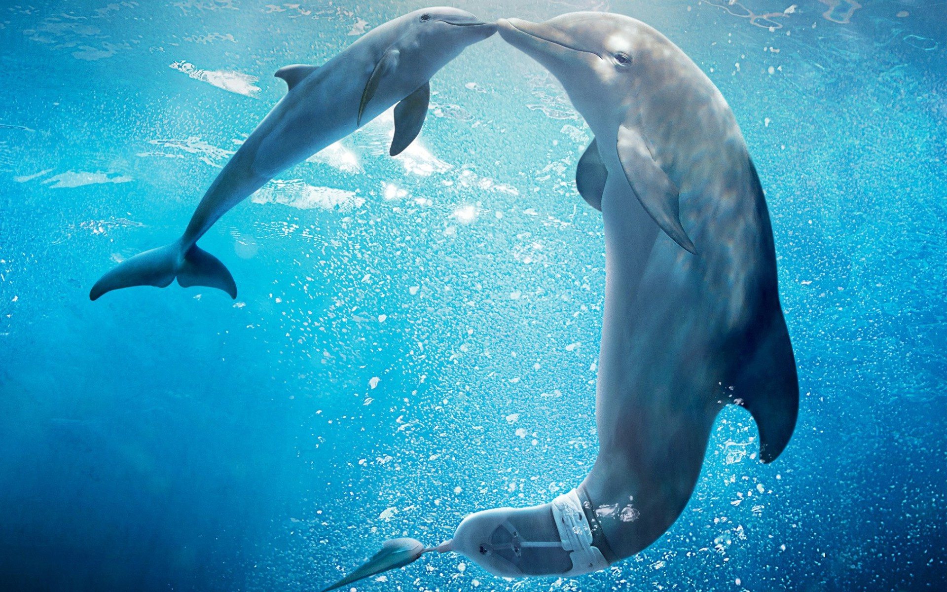 Dolphins sleep by resting one side of the brain at a time.
