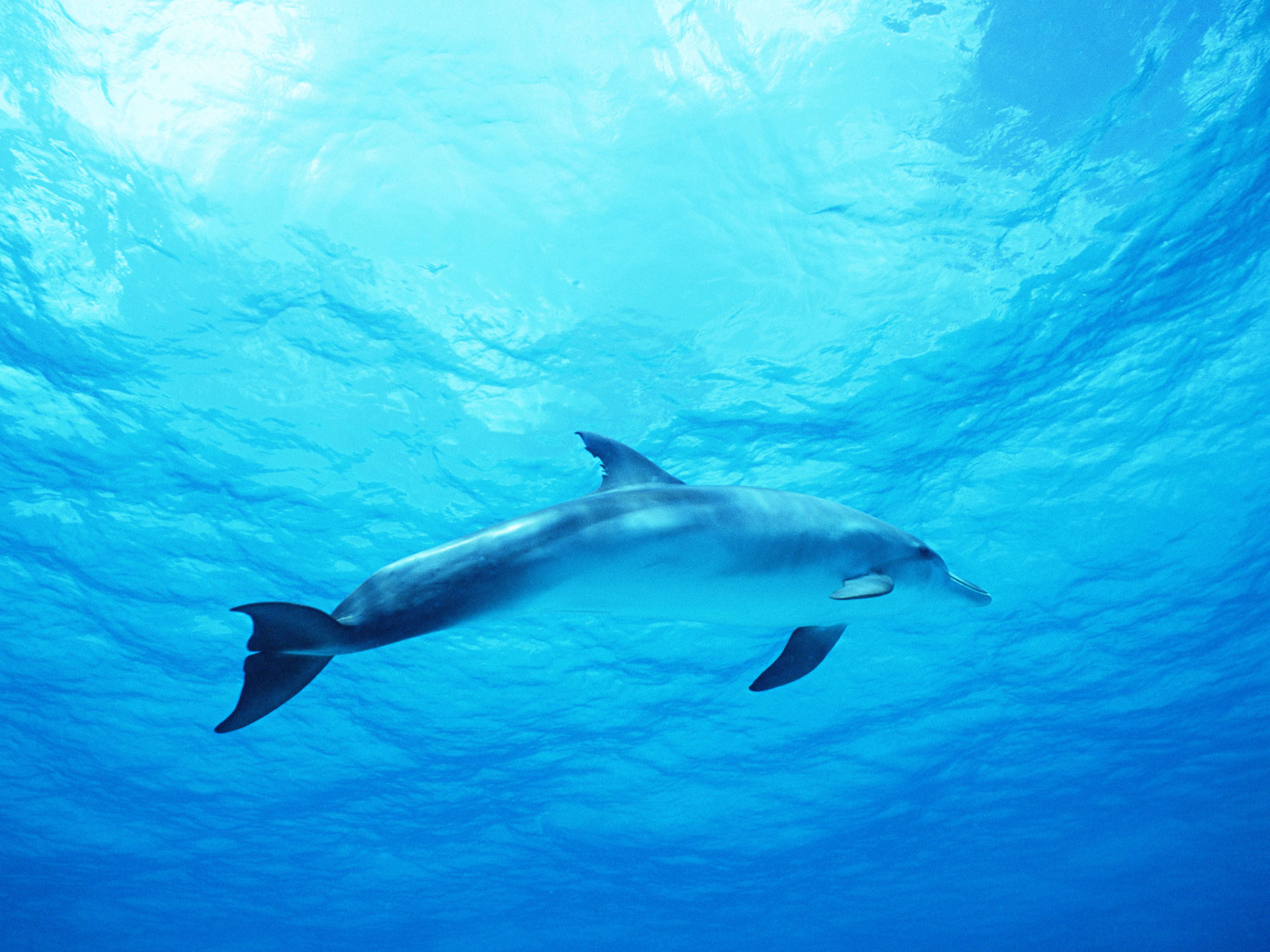Dolphin blue sea