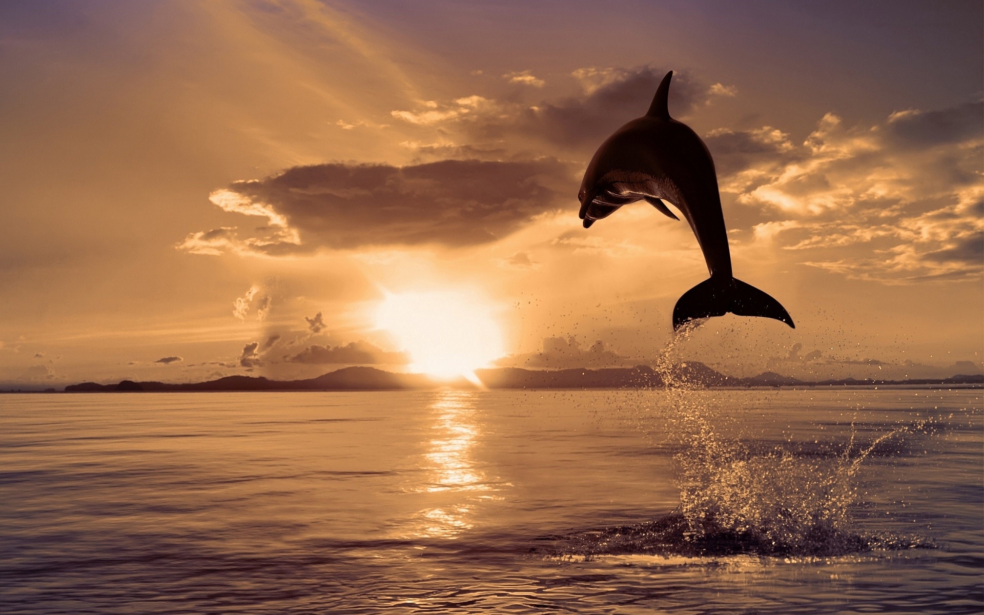Dolphin Jump Sunrise