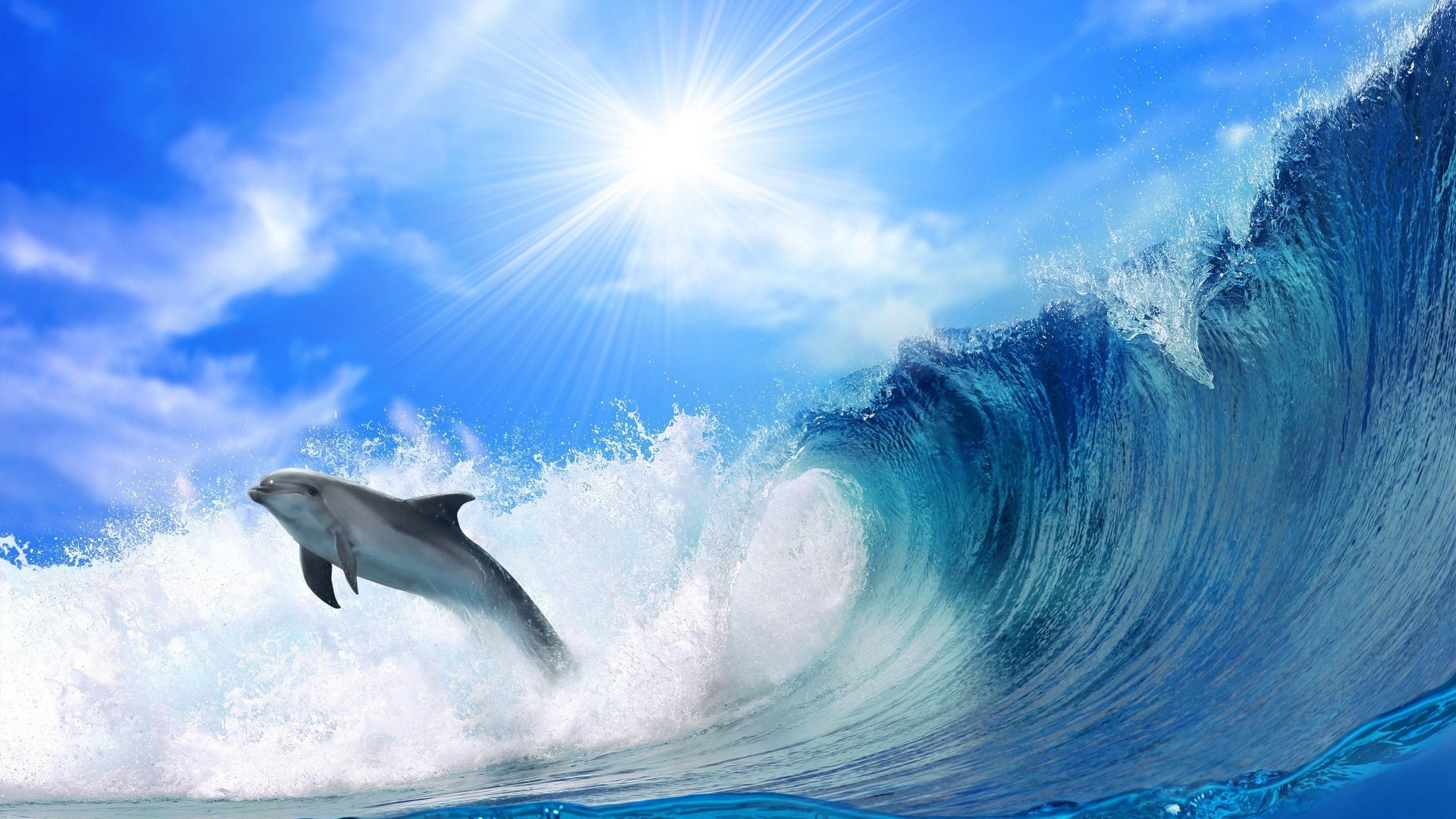 Dolphin jump Wave