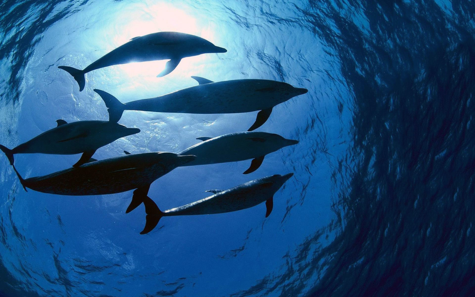 Dolphin Swarm