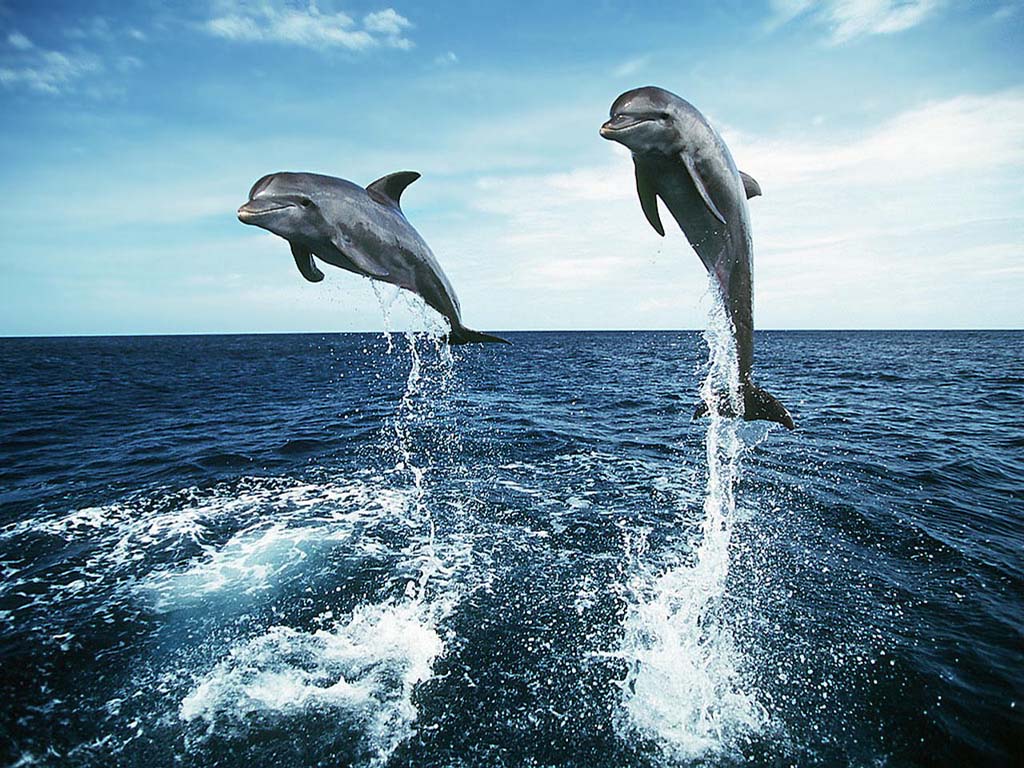 Awesome Dolphins Jump Wallpaper Download