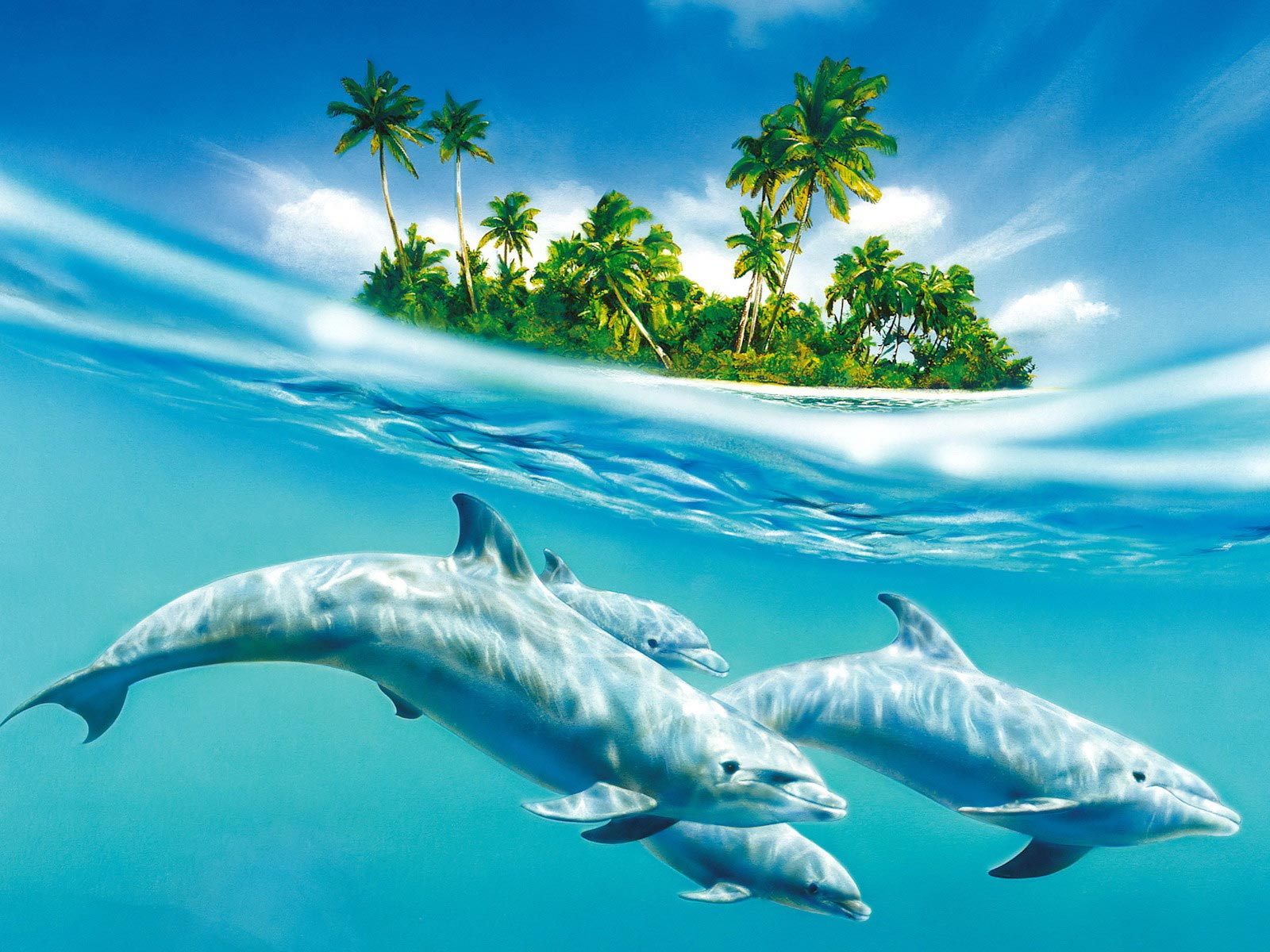 Dolphin Wallpapers4 · Dolphin Wallpapers