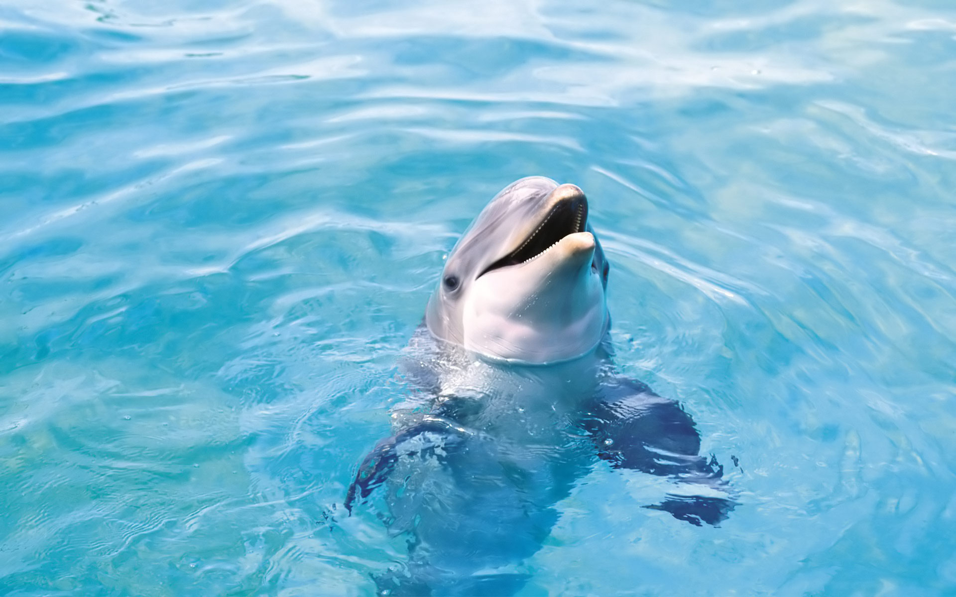 HD Wallpaper | Background ID:451290. 1920x1200 Animal Dolphin