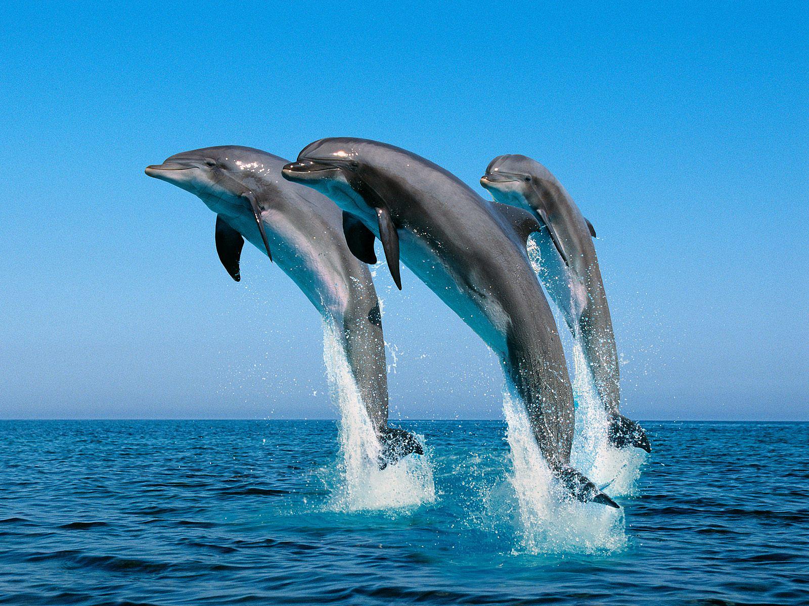 ... bottlenose-dolphins