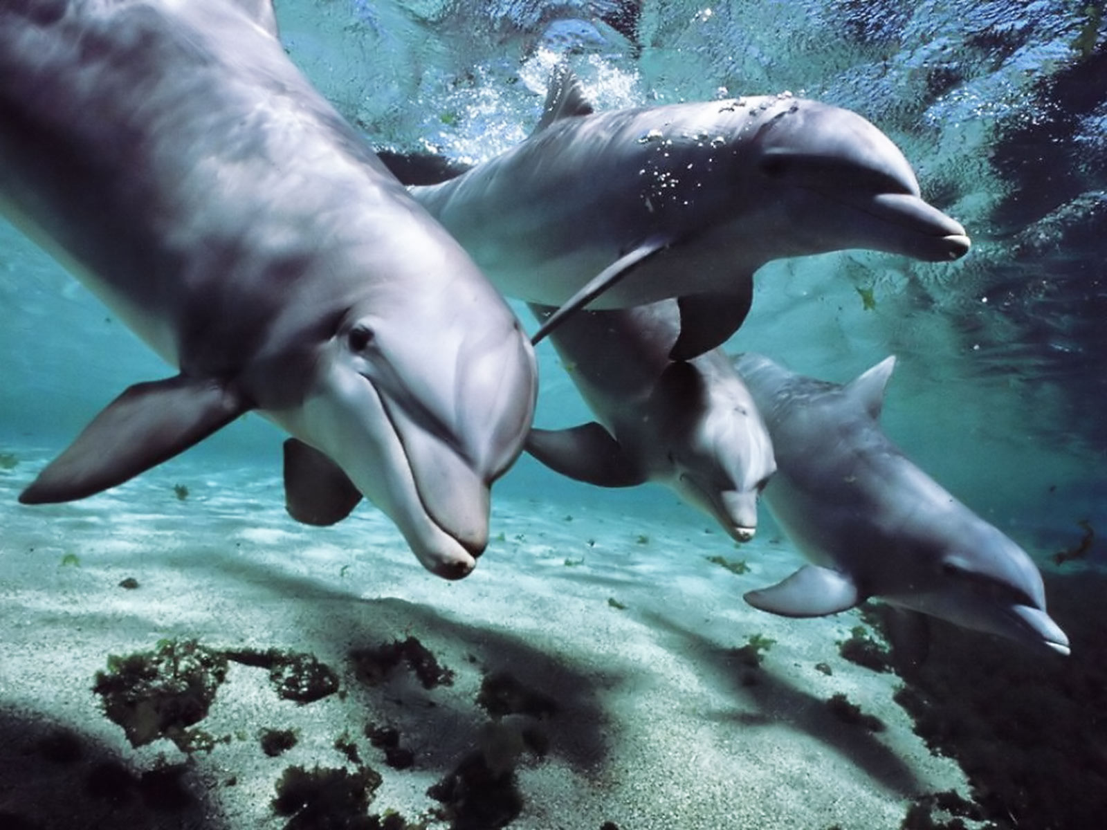Further Proof That Dolphins Have Human-Like Intelligence and Their Own 'Language'