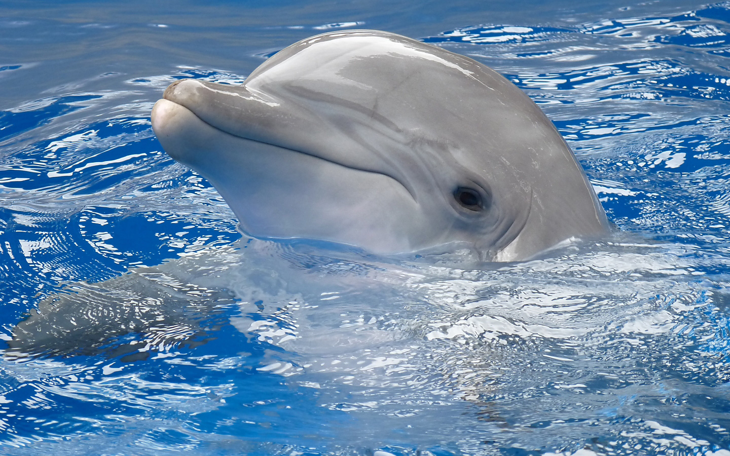 Baby Dolphin 2