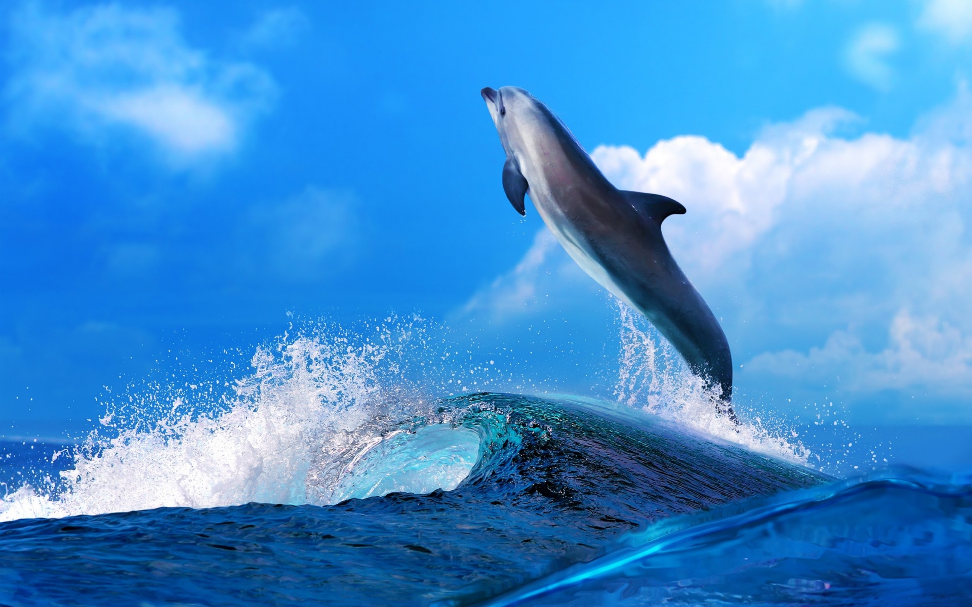 Sophisticated Dolphin Mood Fun Happy Hd Wallpaper 1920x1200px
