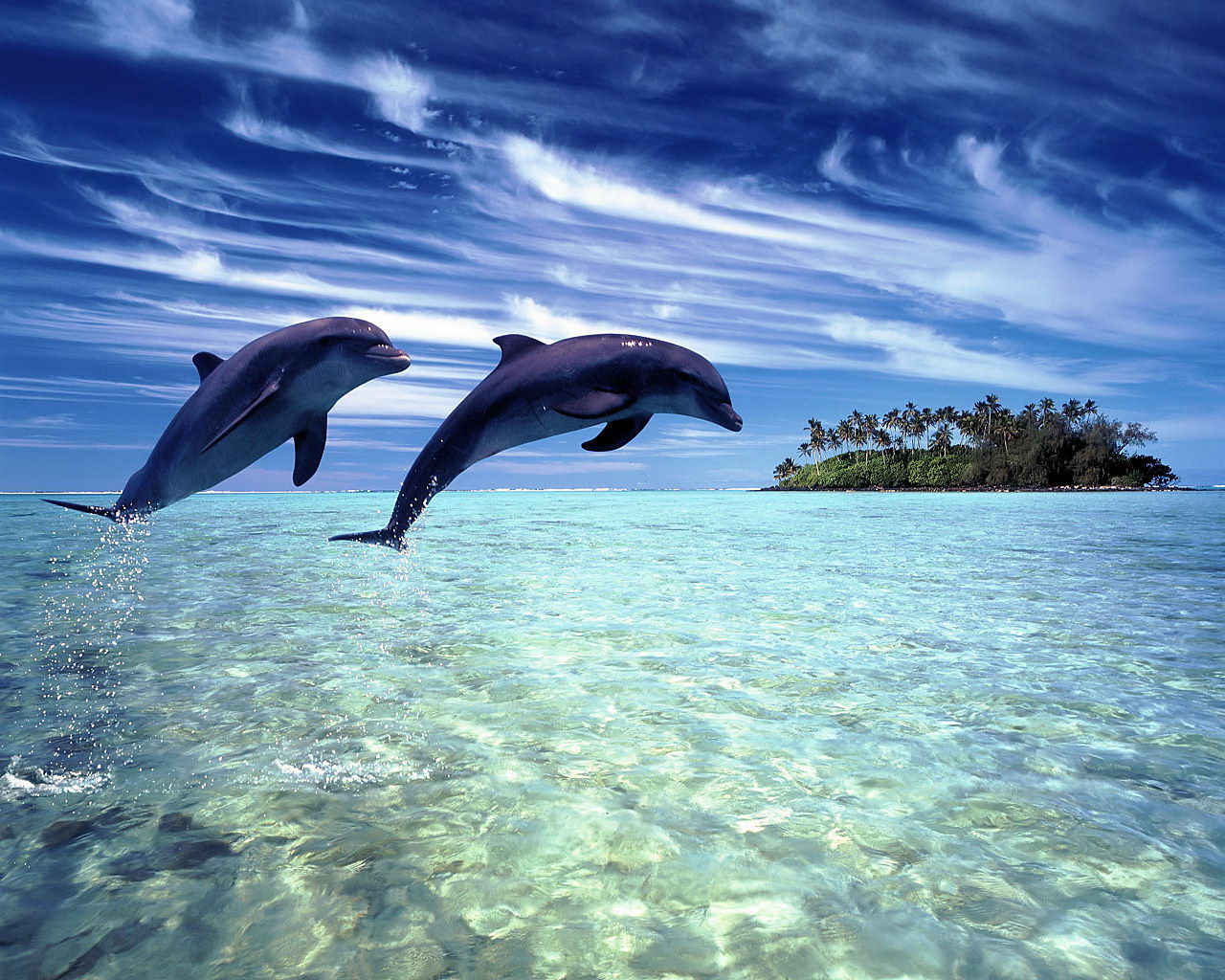 Dolphins Wallpaper 14680 1280x1024 px