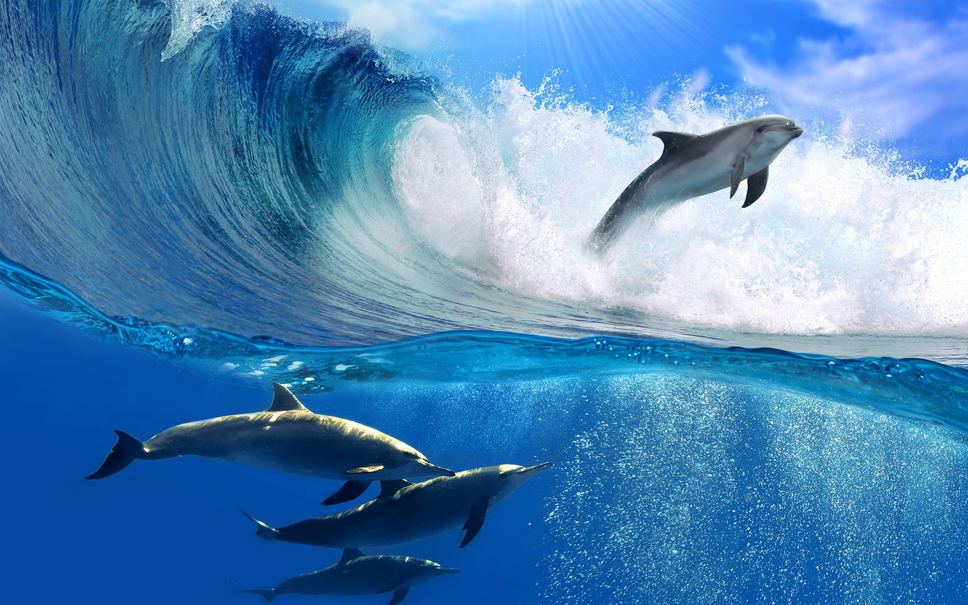 Dolphins Wave