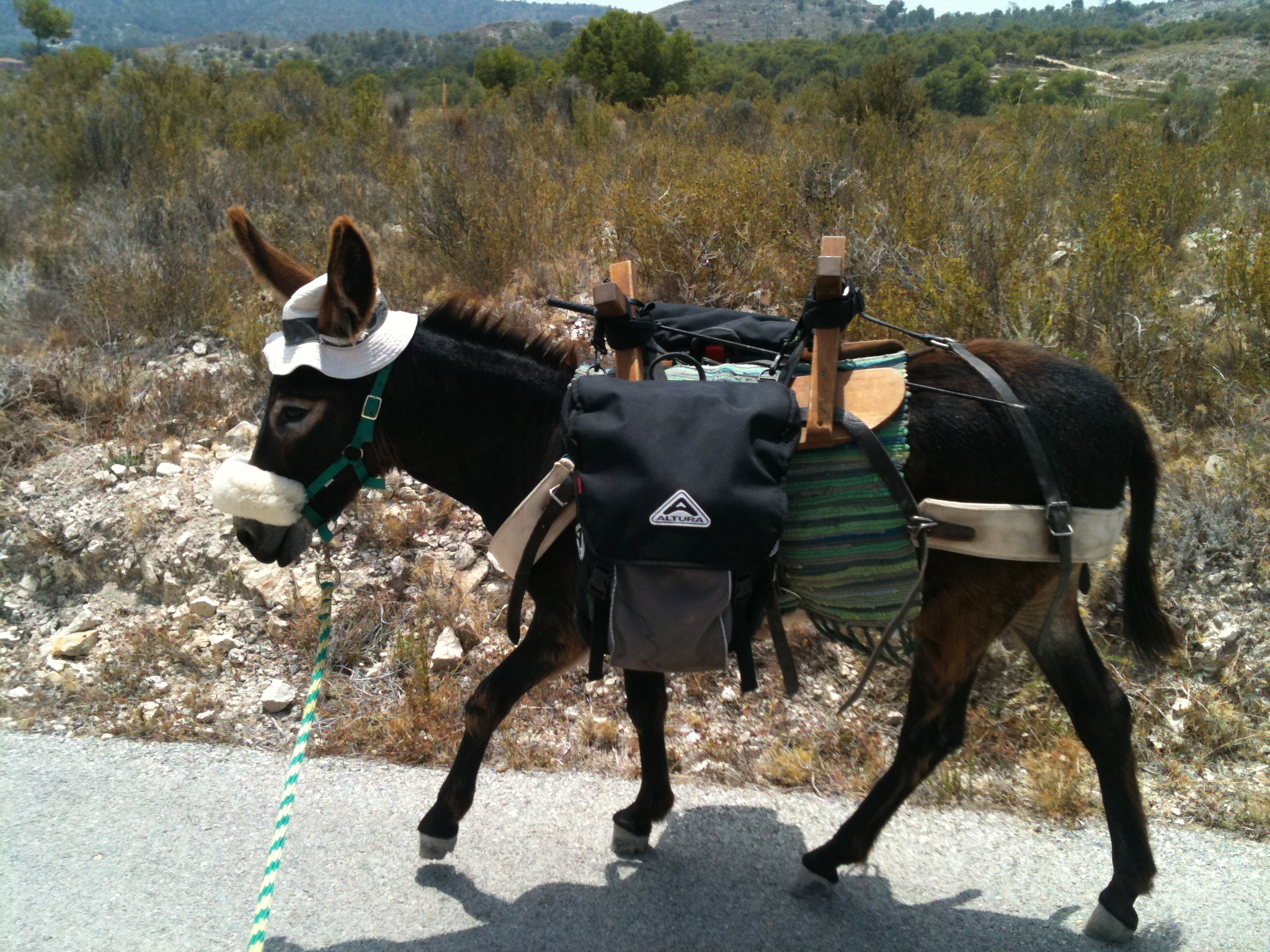 Donkey Saddle Photo
